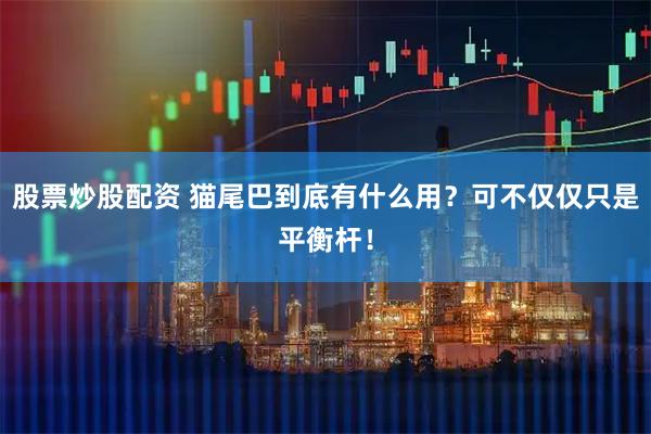 股票炒股配资 猫尾巴到底有什么用？可不仅仅只是平衡杆！