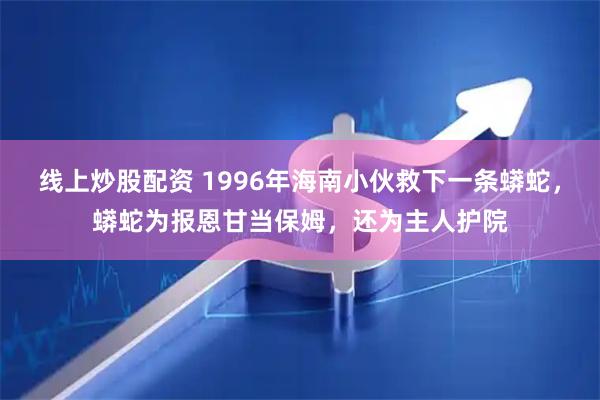 线上炒股配资 1996年海南小伙救下一条蟒蛇,蟒蛇为报恩甘当保姆,还为主人护院